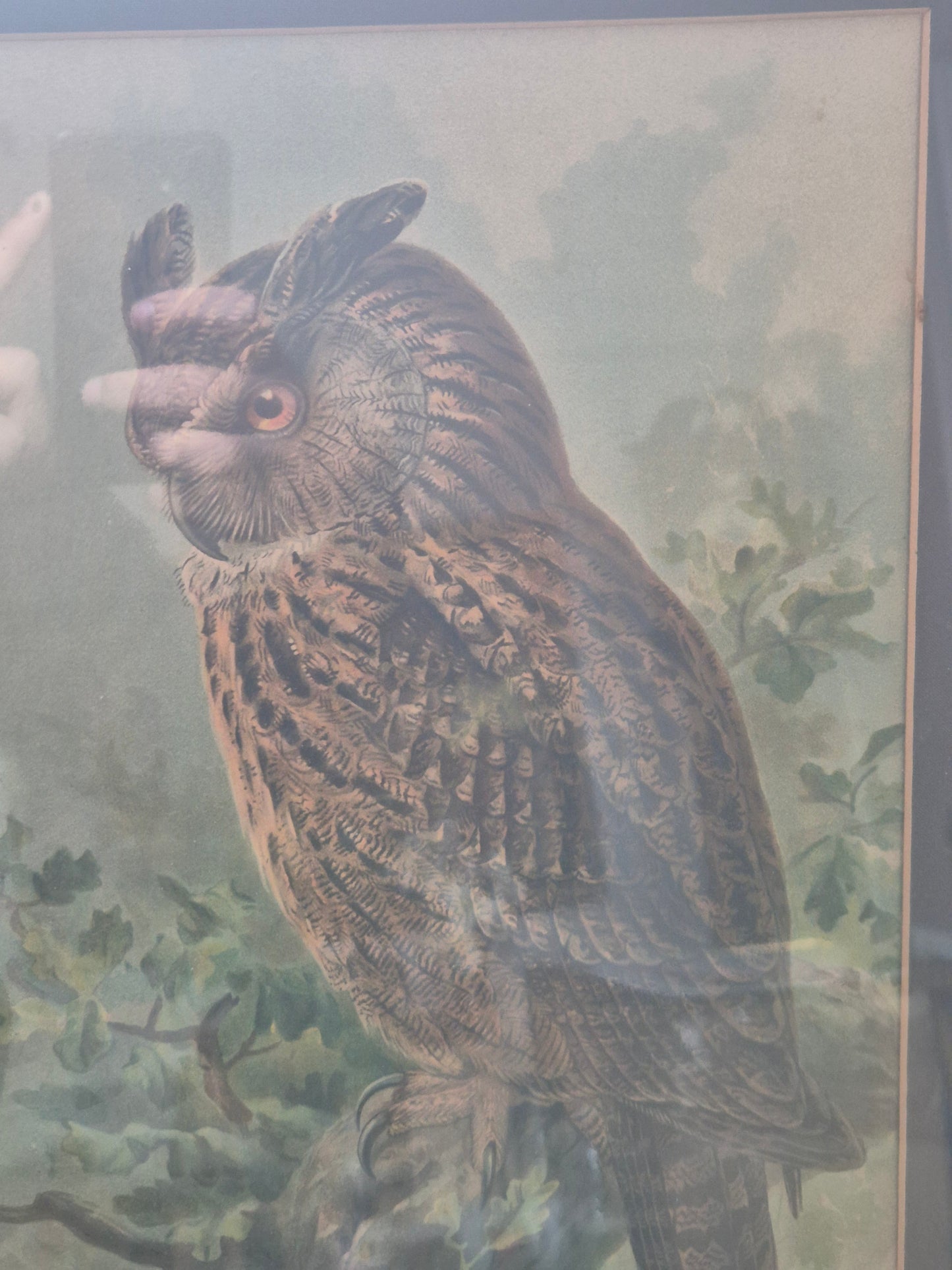 John Gerrard Keulemans (1842-1912) Grafik Eule Gerahmt hinter Glas