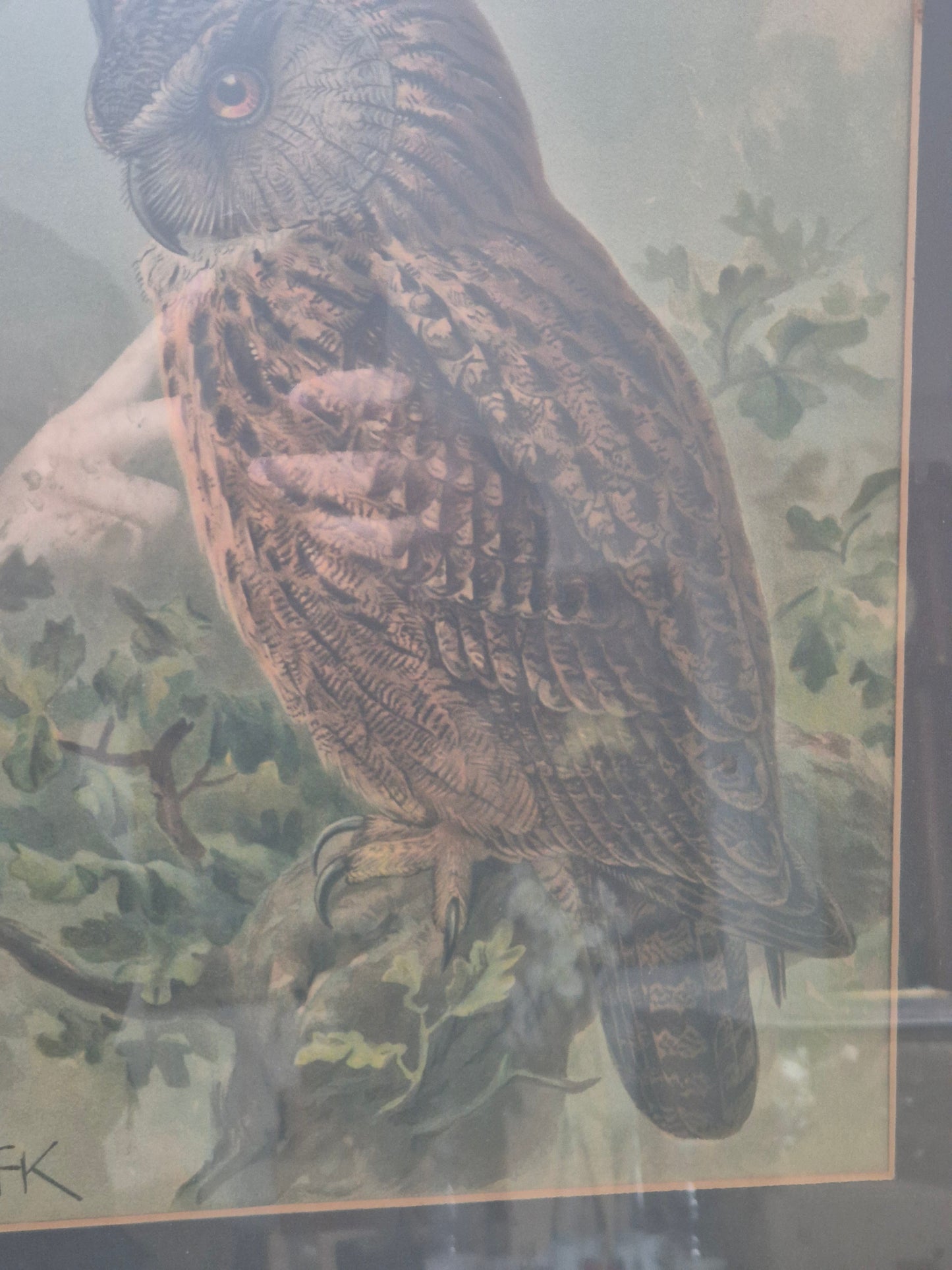 John Gerrard Keulemans (1842-1912) Grafik Eule Gerahmt hinter Glas