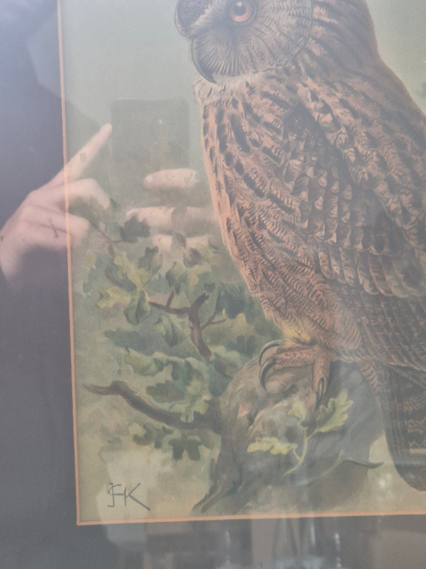 John Gerrard Keulemans (1842-1912) Grafik Eule Gerahmt hinter Glas