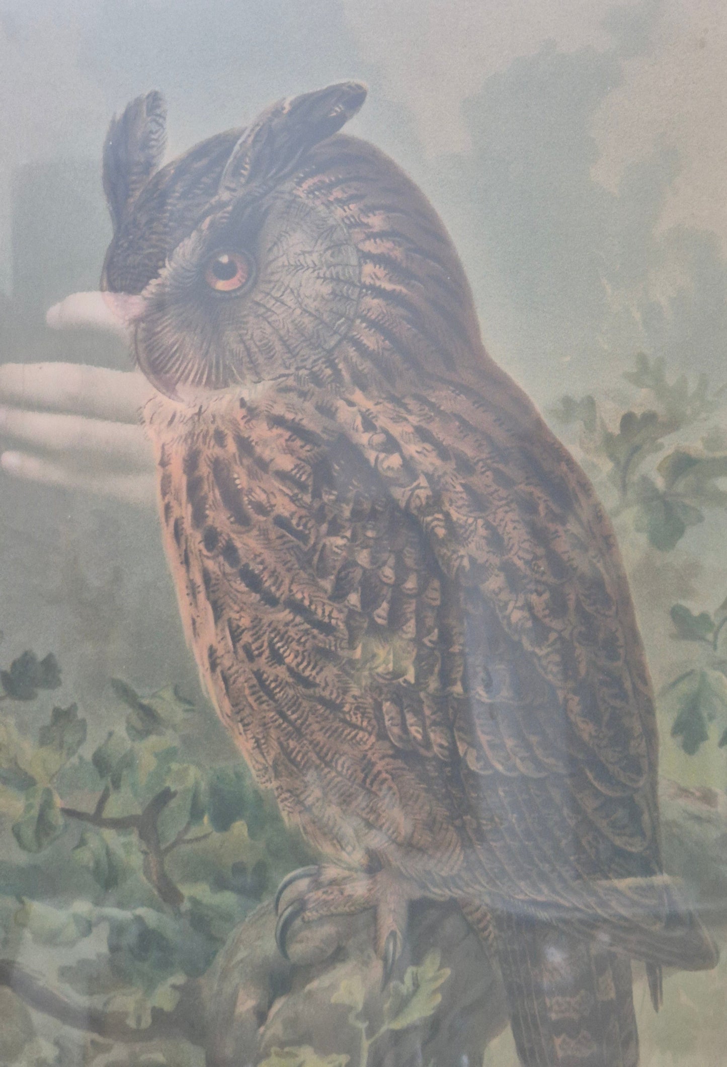 John Gerrard Keulemans (1842-1912) Grafik Eule Gerahmt hinter Glas