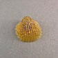 Maritime Muschel-Brosche – Handgefertigt mit Goldschimmer