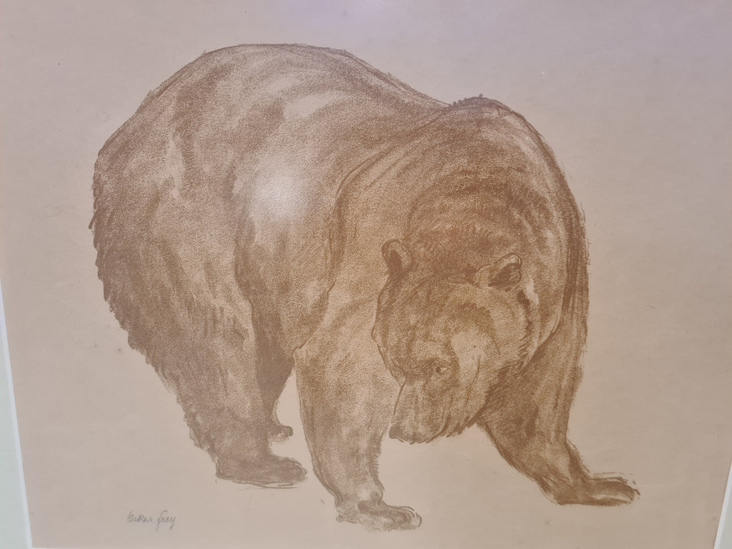 Oskar Frey signiert Zeichnung "Bär" Tiermalerei Gemälde 54x45cm