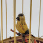 Singvogelautomat Spieluhr Griesbaum Singender Vogel im Käfig Vintage