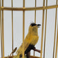 Singvogelautomat Spieluhr Griesbaum Singender Vogel im Käfig Vintage