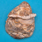 Faszinierende Amethyst-Geode mit natürlicher Achat-Umrandung