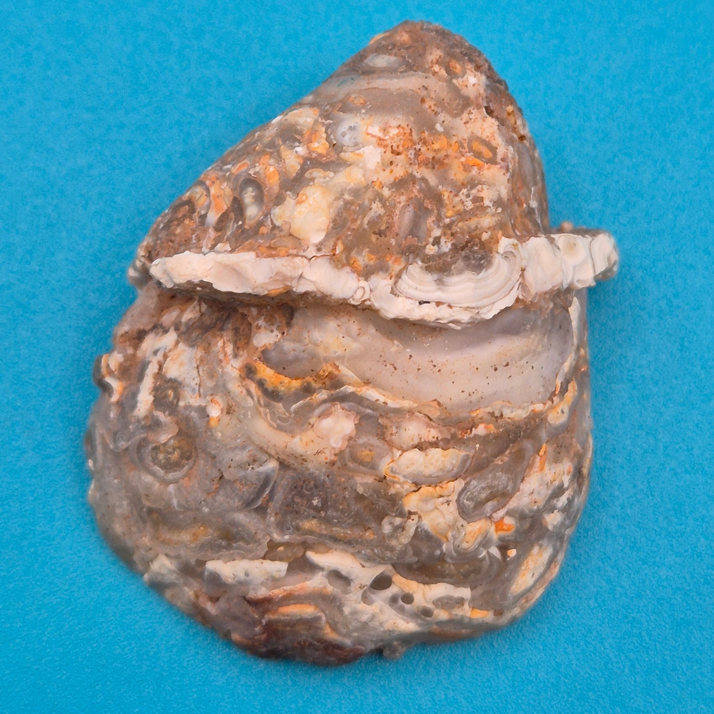 Faszinierende Amethyst-Geode mit natürlicher Achat-Umrandung