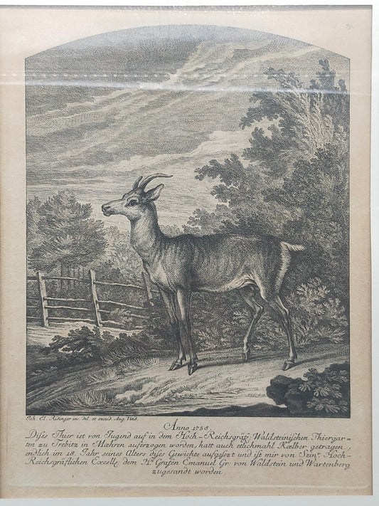 Historische Tierdarstellung von 1758 – Edler Kupferstich im Holzrahmen