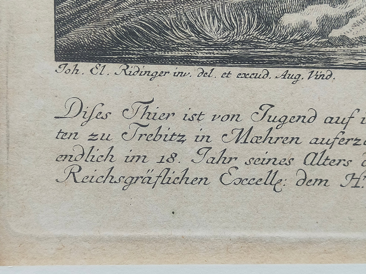 Historische Tierdarstellung von 1758 – Edler Kupferstich im Holzrahmen