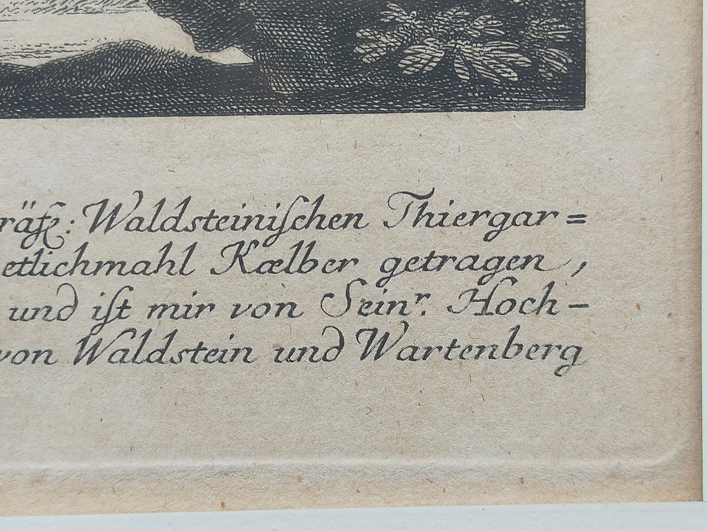 Historische Tierdarstellung von 1758 – Edler Kupferstich im Holzrahmen