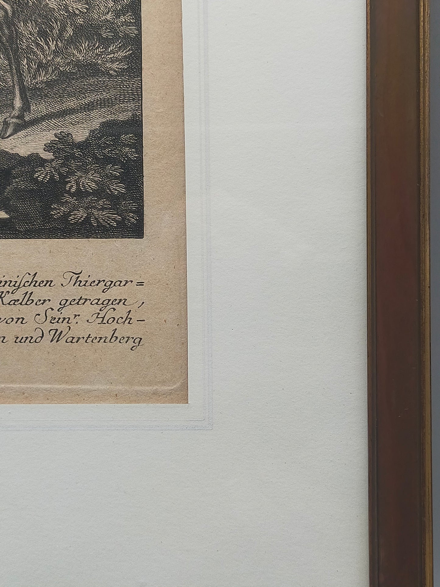 Historische Tierdarstellung von 1758 – Edler Kupferstich im Holzrahmen