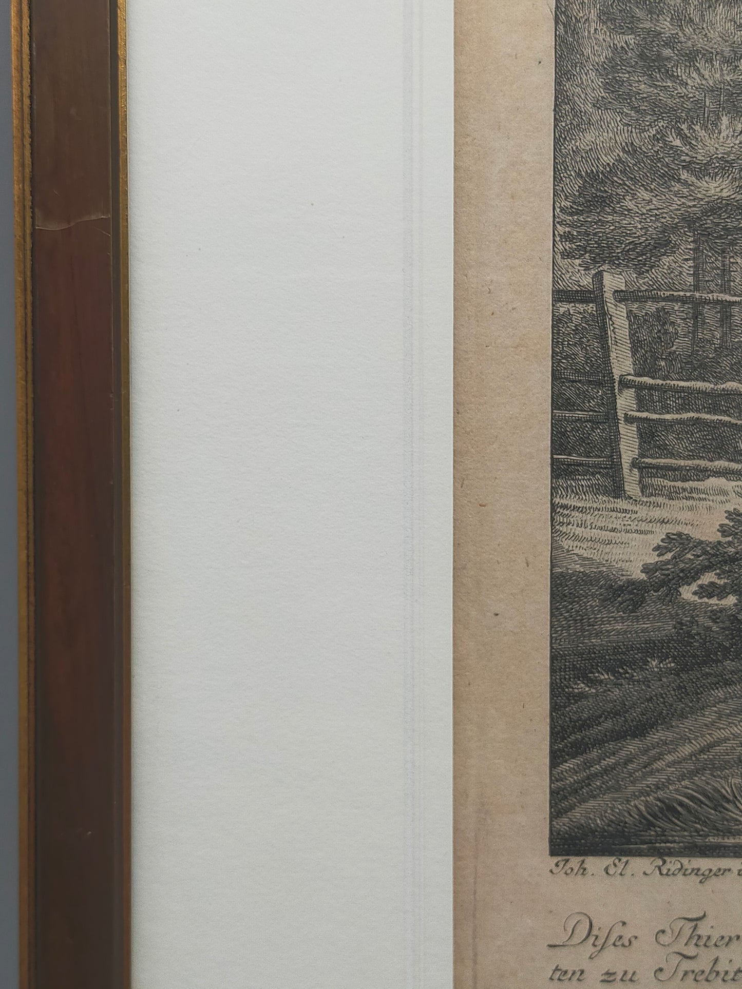 Historische Tierdarstellung von 1758 – Edler Kupferstich im Holzrahmen