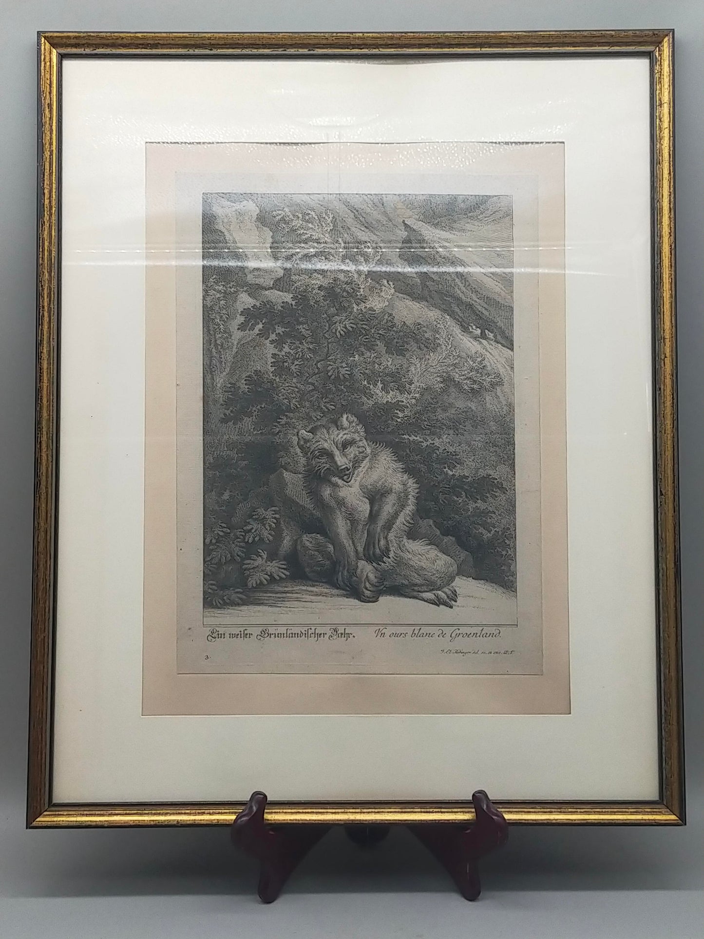 Historische Bild Bär Johann Elias Ridinger Ein weiser Grünländischer Baehr