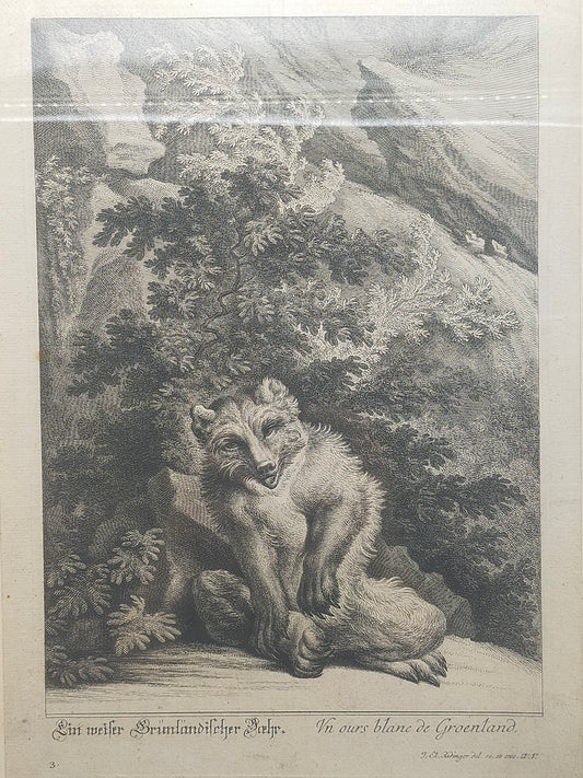 Historische Bild Bär Johann Elias Ridinger Ein weiser Grünländischer Baehr