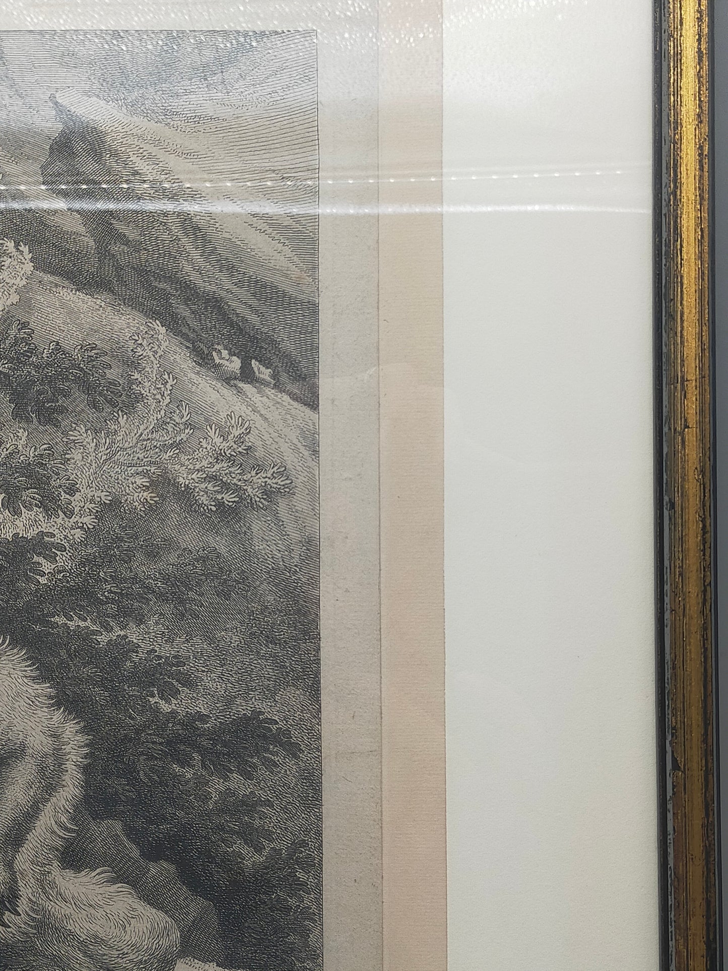 Historische Bild Bär Johann Elias Ridinger Ein weiser Grünländischer Baehr