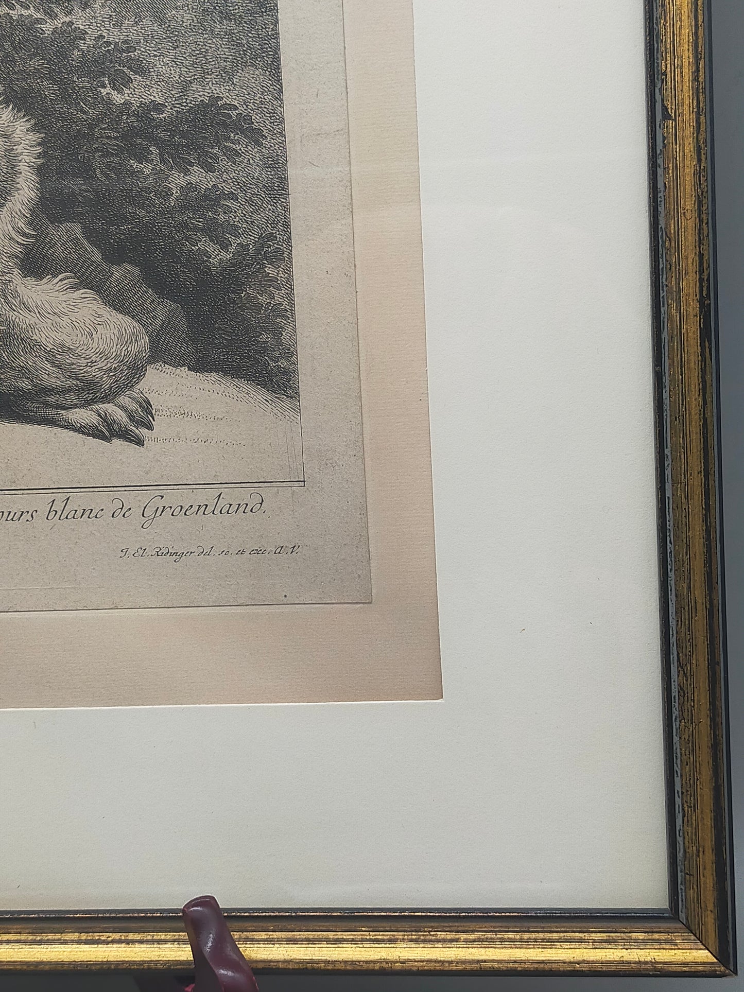 Historische Bild Bär Johann Elias Ridinger Ein weiser Grünländischer Baehr