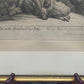 Historische Bild Bär Johann Elias Ridinger Ein weiser Grünländischer Baehr