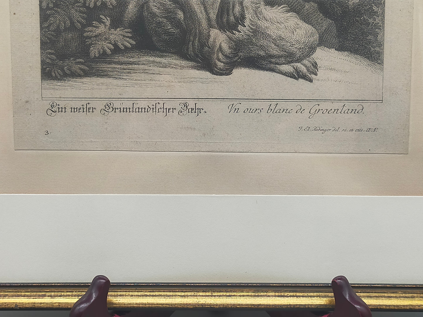 Historische Bild Bär Johann Elias Ridinger Ein weiser Grünländischer Baehr