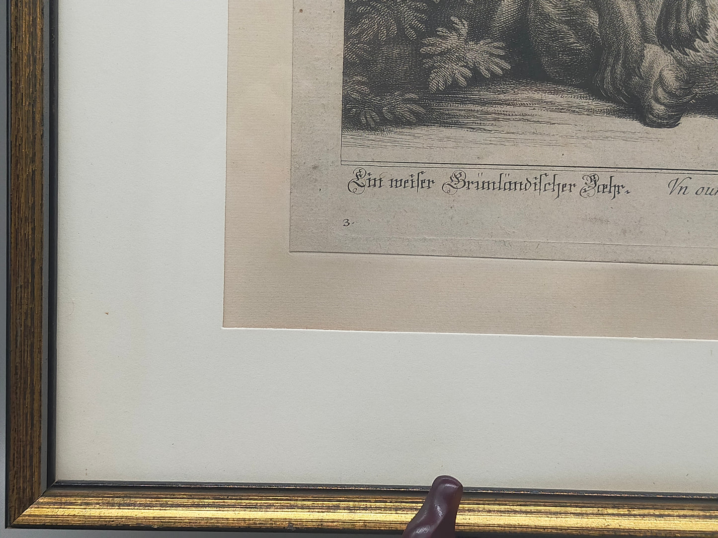 Historische Bild Bär Johann Elias Ridinger Ein weiser Grünländischer Baehr