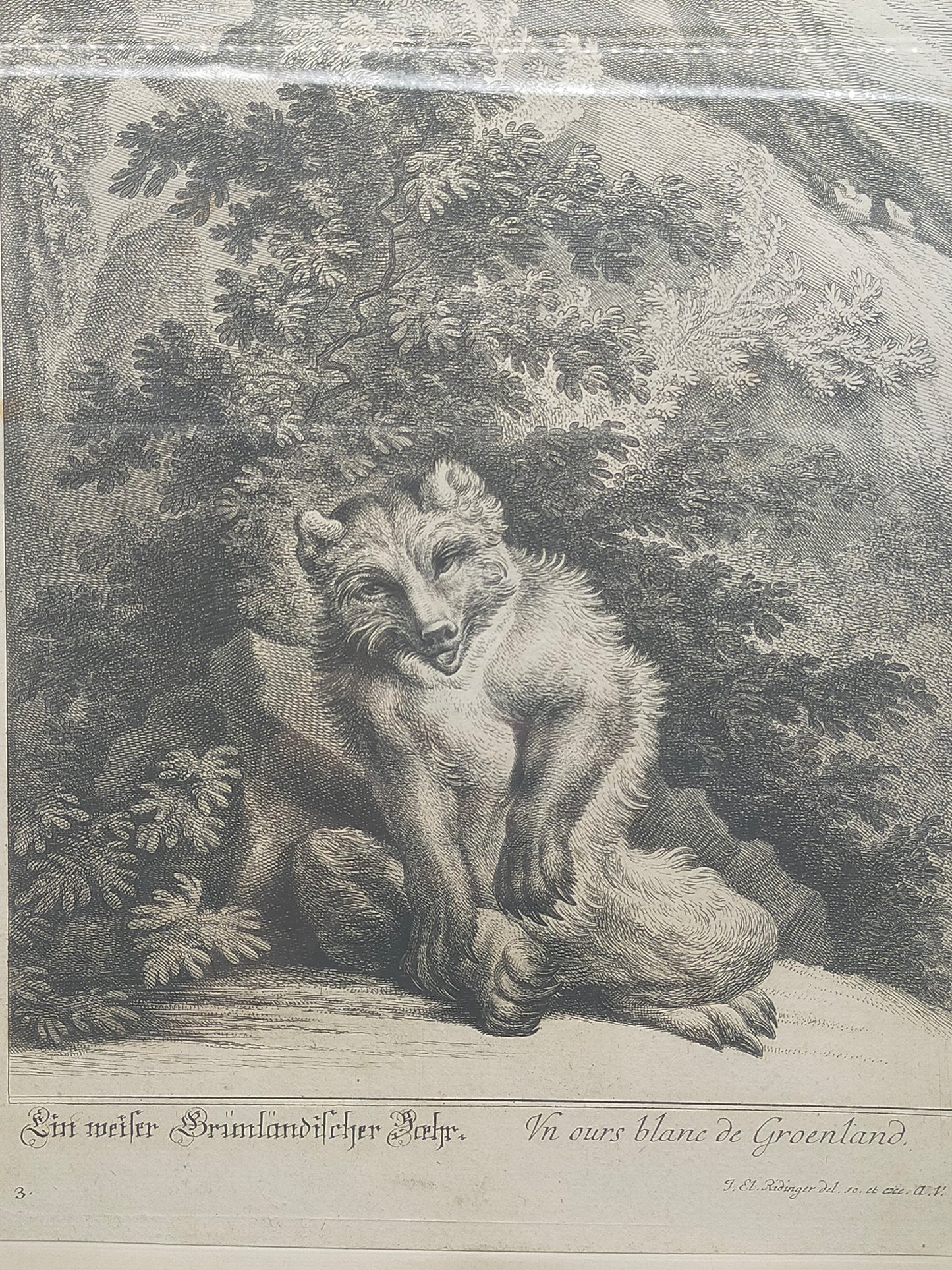 Historische Bild Bär Johann Elias Ridinger Ein weiser Grünländischer Baehr