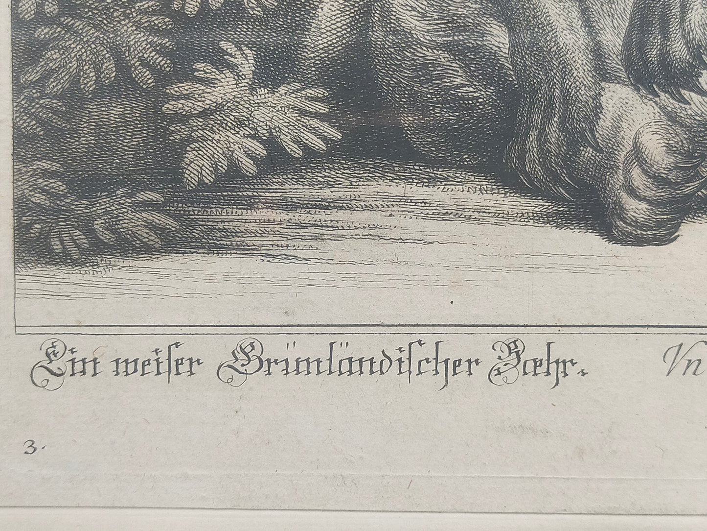 Historische Bild Bär Johann Elias Ridinger Ein weiser Grünländischer Baehr