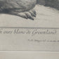 Historische Bild Bär Johann Elias Ridinger Ein weiser Grünländischer Baehr