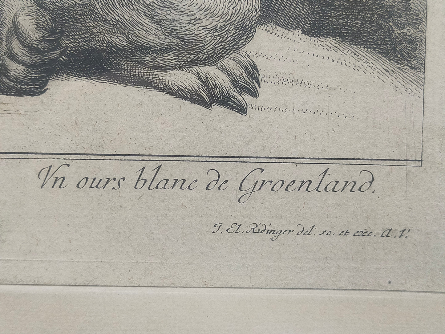 Historische Bild Bär Johann Elias Ridinger Ein weiser Grünländischer Baehr
