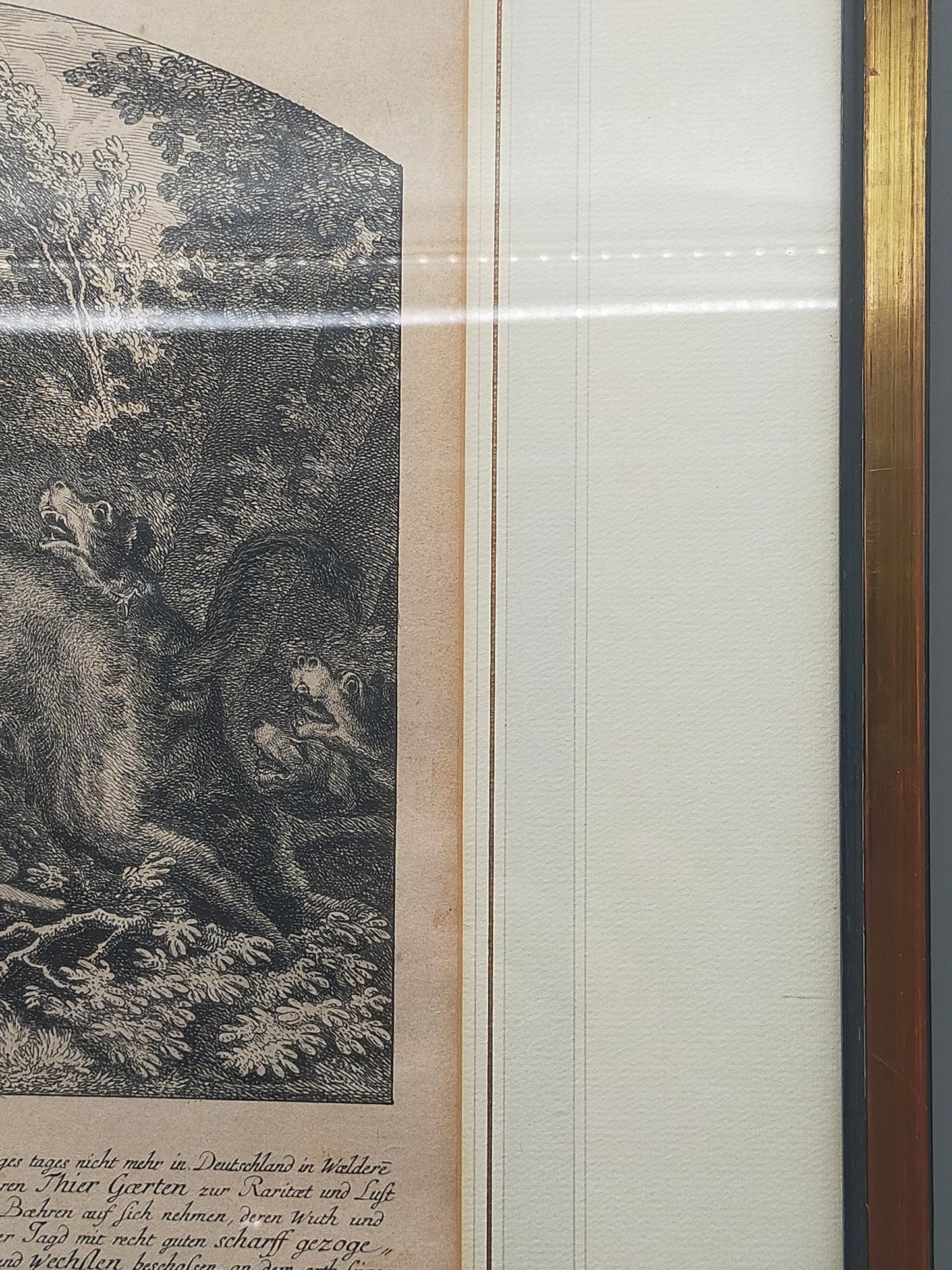 Antiker Kupferstich „Der Auer Ochse“ – J. El. Ridinger, Goldrahmen