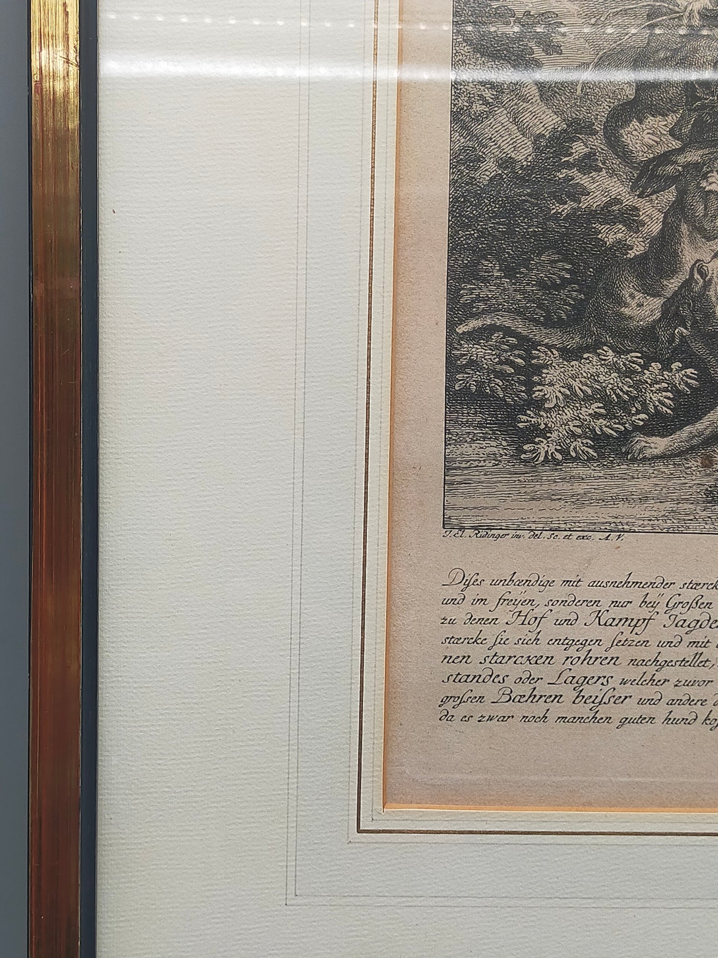 Antiker Kupferstich „Der Auer Ochse“ – J. El. Ridinger, Goldrahmen