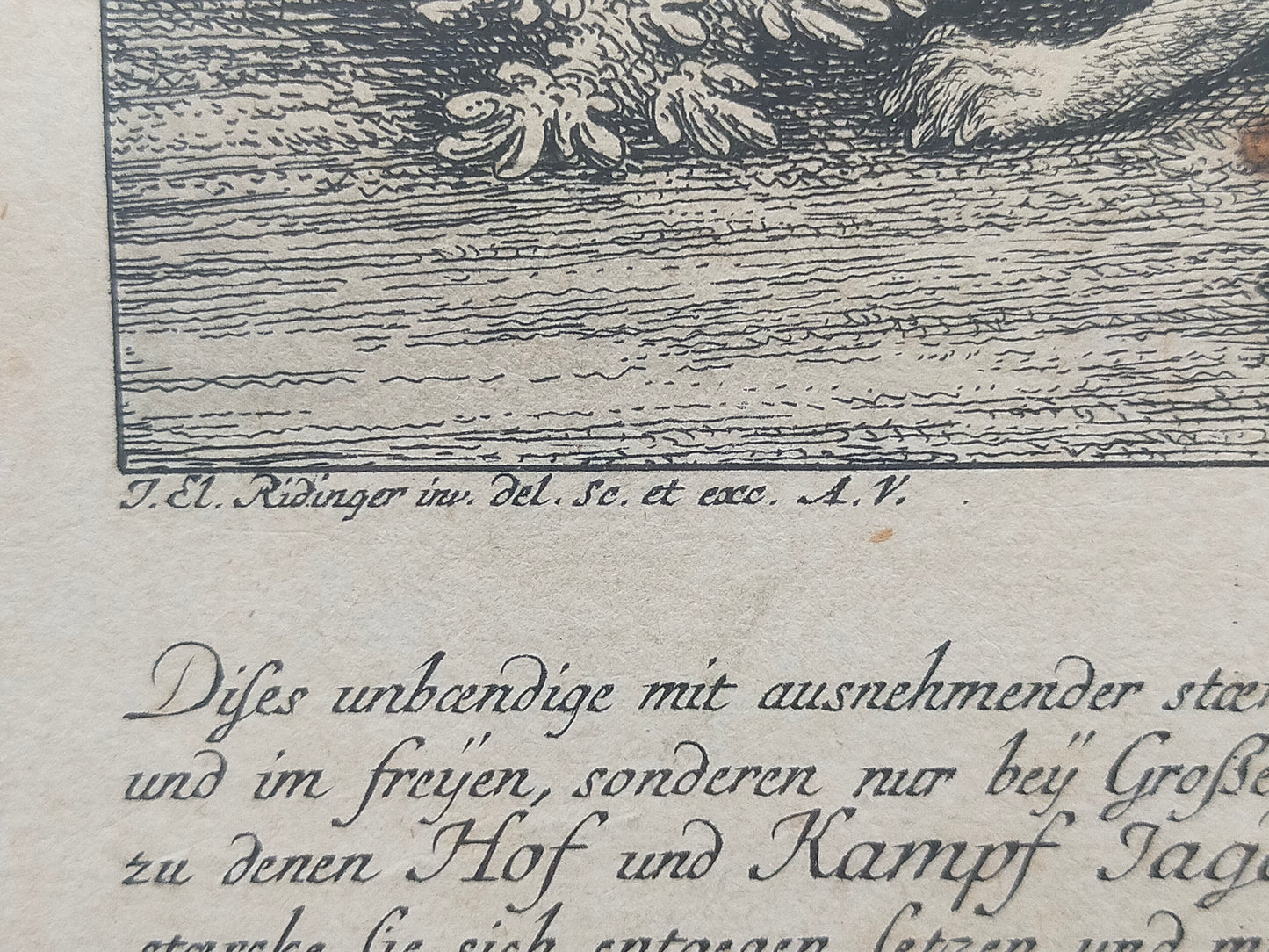 Antiker Kupferstich „Der Auer Ochse“ – J. El. Ridinger, Goldrahmen