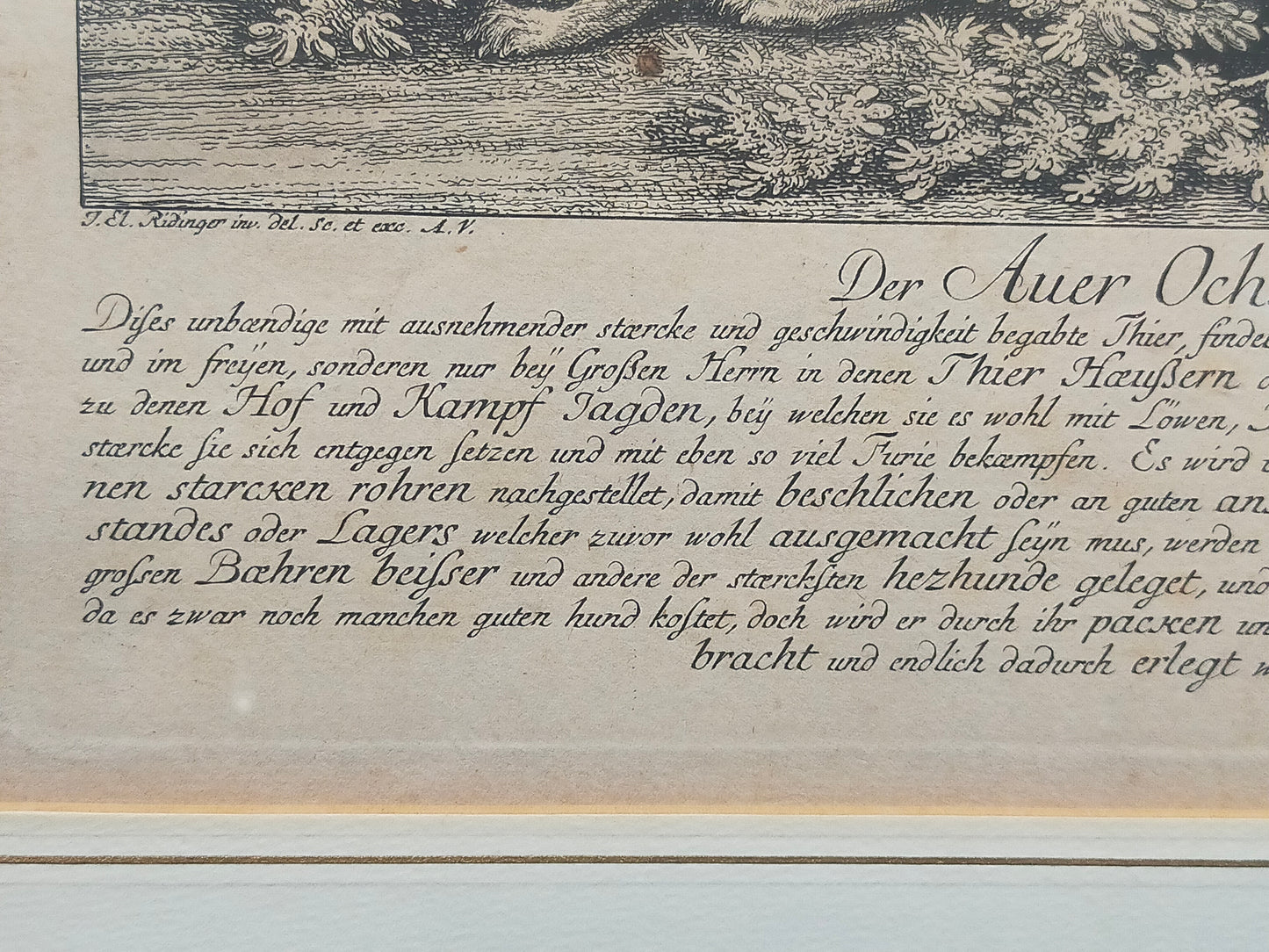 Antiker Kupferstich „Der Auer Ochse“ – J. El. Ridinger, Goldrahmen