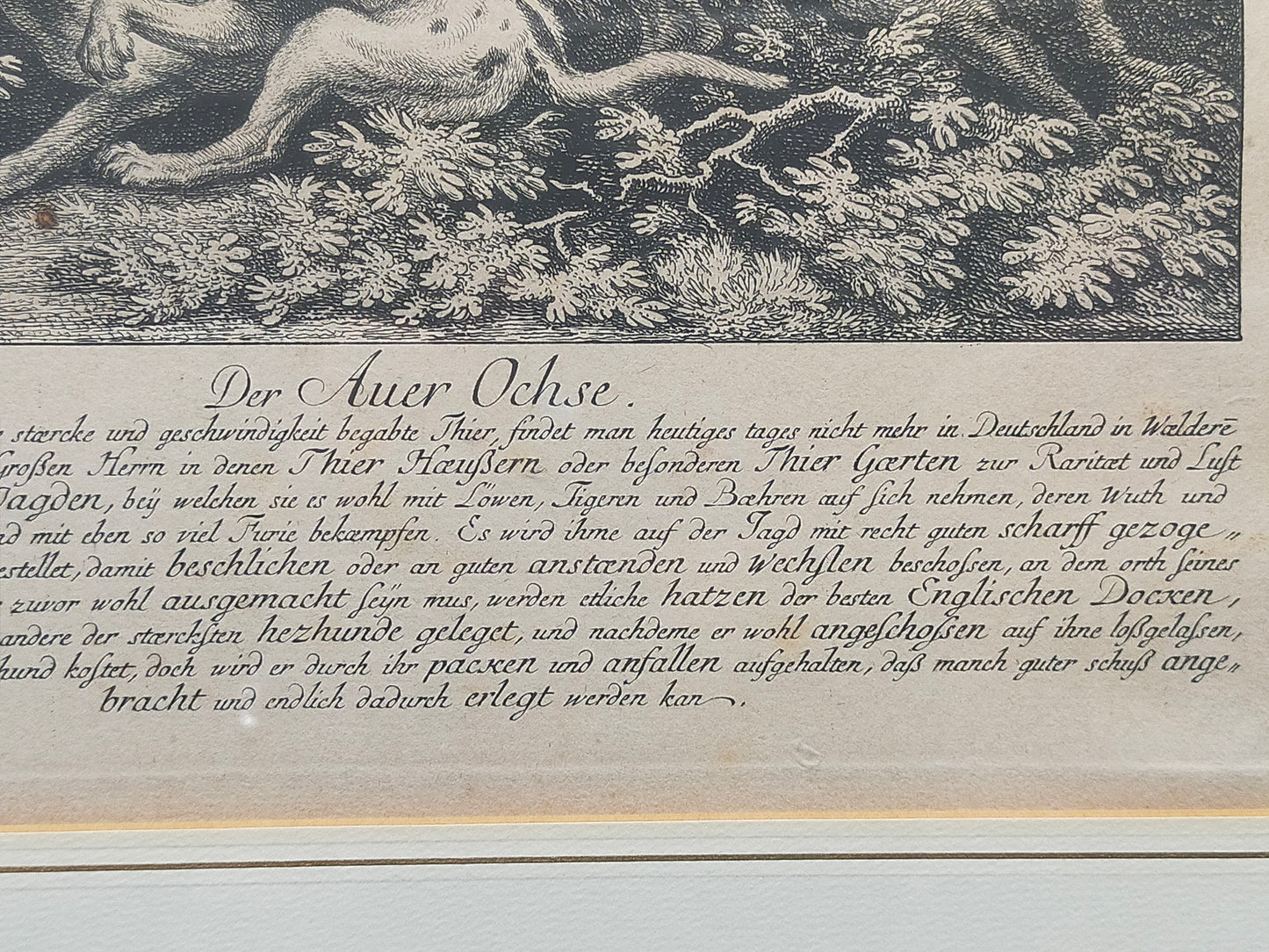 Antiker Kupferstich „Der Auer Ochse“ – J. El. Ridinger, Goldrahmen