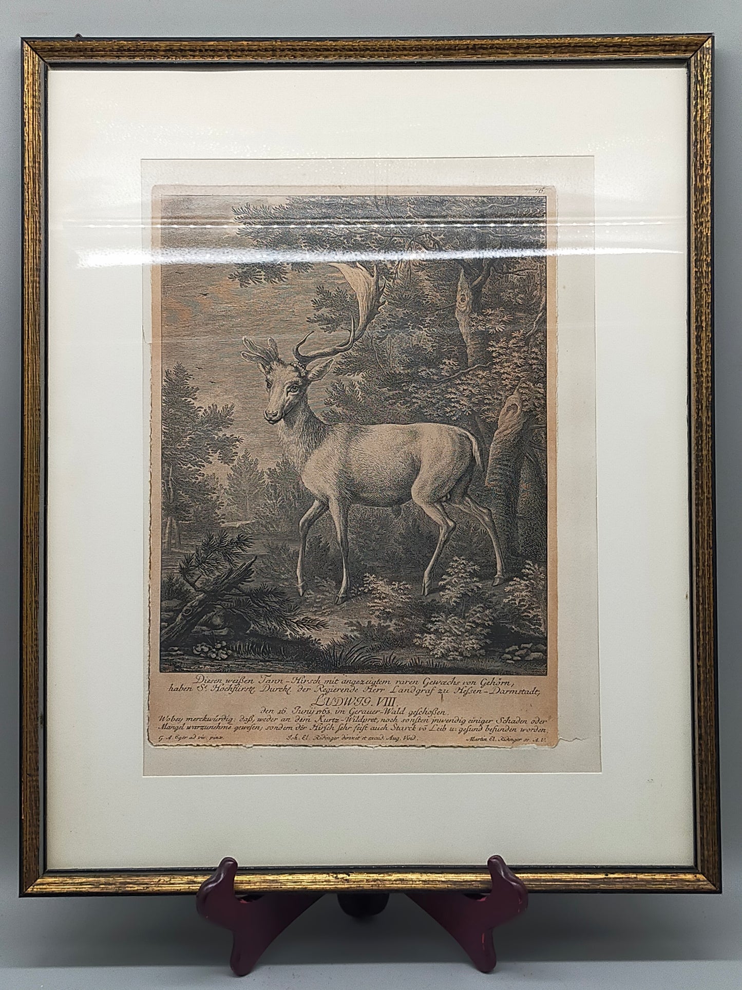 Antiker Kupferstich „Weißer Damhirsch“ – J. E. Ridinger, 18. Jh. gerahmt