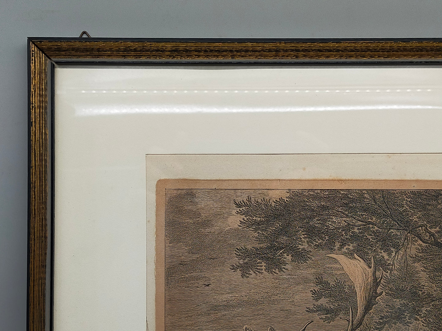 Antiker Kupferstich „Weißer Damhirsch“ – J. E. Ridinger, 18. Jh. gerahmt