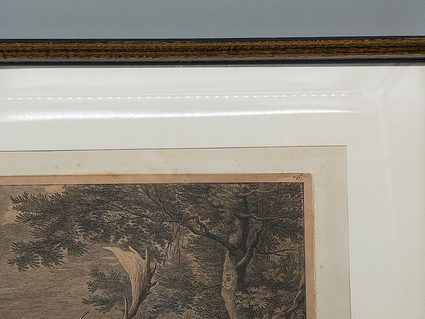 Antiker Kupferstich „Weißer Damhirsch“ – J. E. Ridinger, 18. Jh. gerahmt