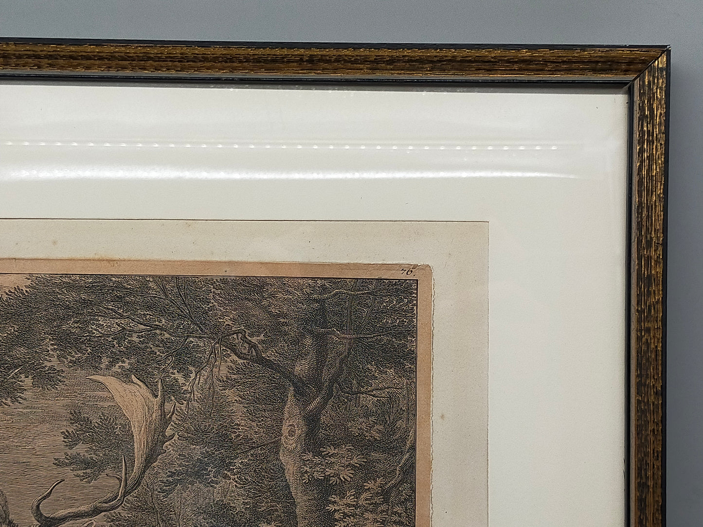 Antiker Kupferstich „Weißer Damhirsch“ – J. E. Ridinger, 18. Jh. gerahmt