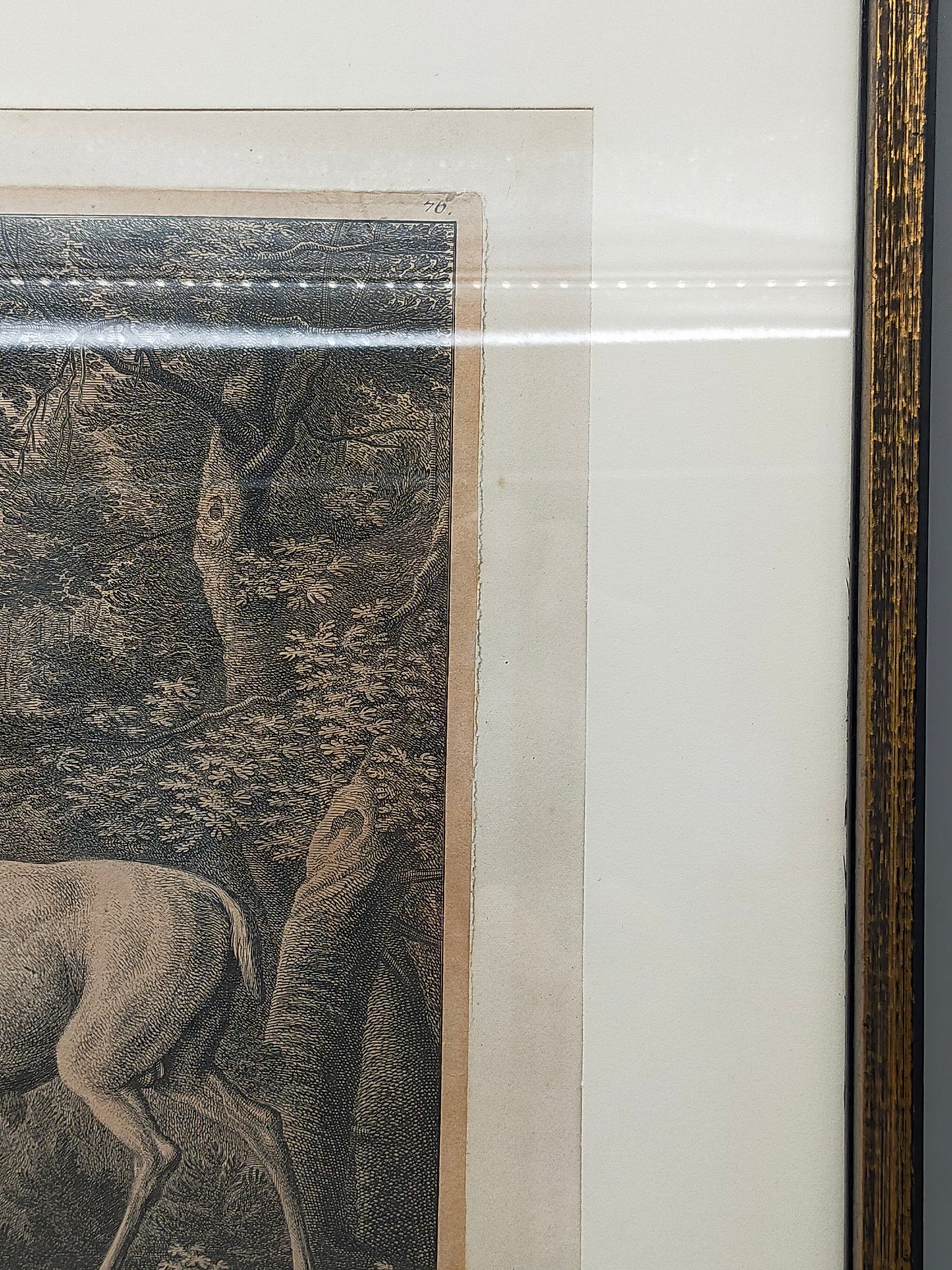 Antiker Kupferstich „Weißer Damhirsch“ – J. E. Ridinger, 18. Jh. gerahmt