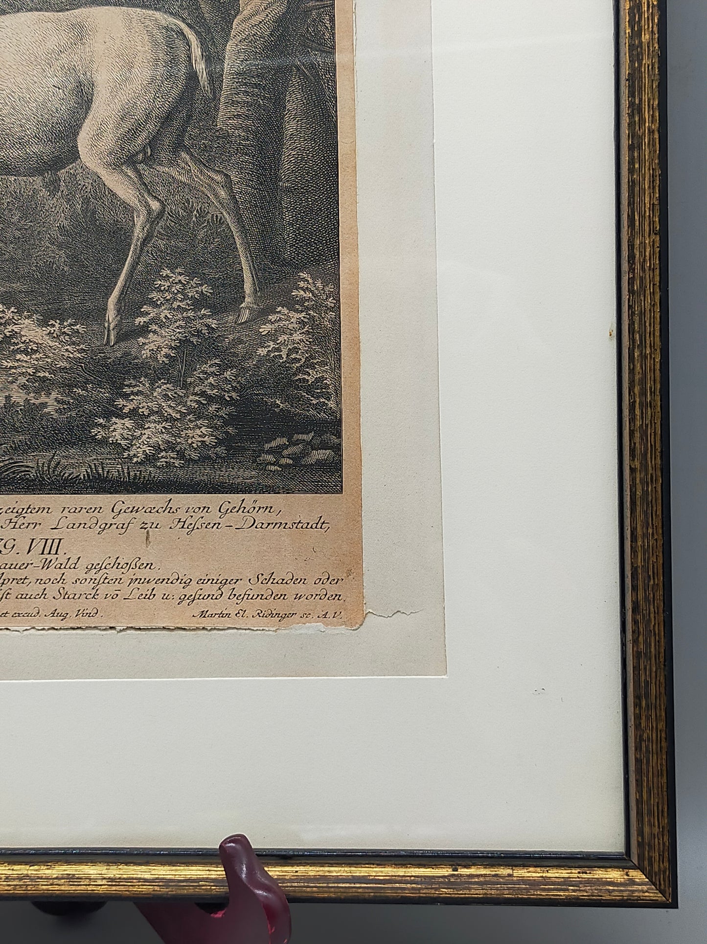Antiker Kupferstich „Weißer Damhirsch“ – J. E. Ridinger, 18. Jh. gerahmt
