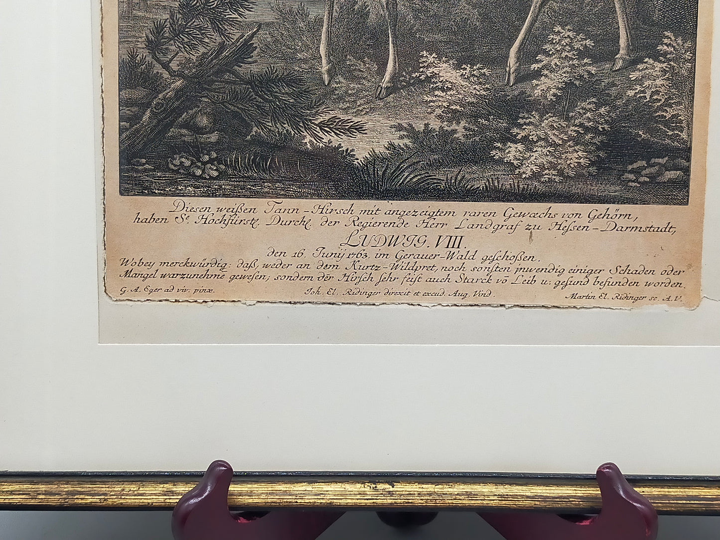Antiker Kupferstich „Weißer Damhirsch“ – J. E. Ridinger, 18. Jh. gerahmt