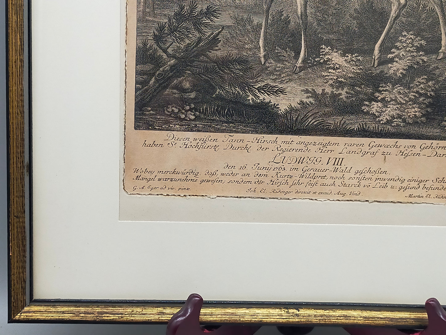 Antiker Kupferstich „Weißer Damhirsch“ – J. E. Ridinger, 18. Jh. gerahmt