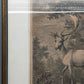 Antiker Kupferstich „Weißer Damhirsch“ – J. E. Ridinger, 18. Jh. gerahmt