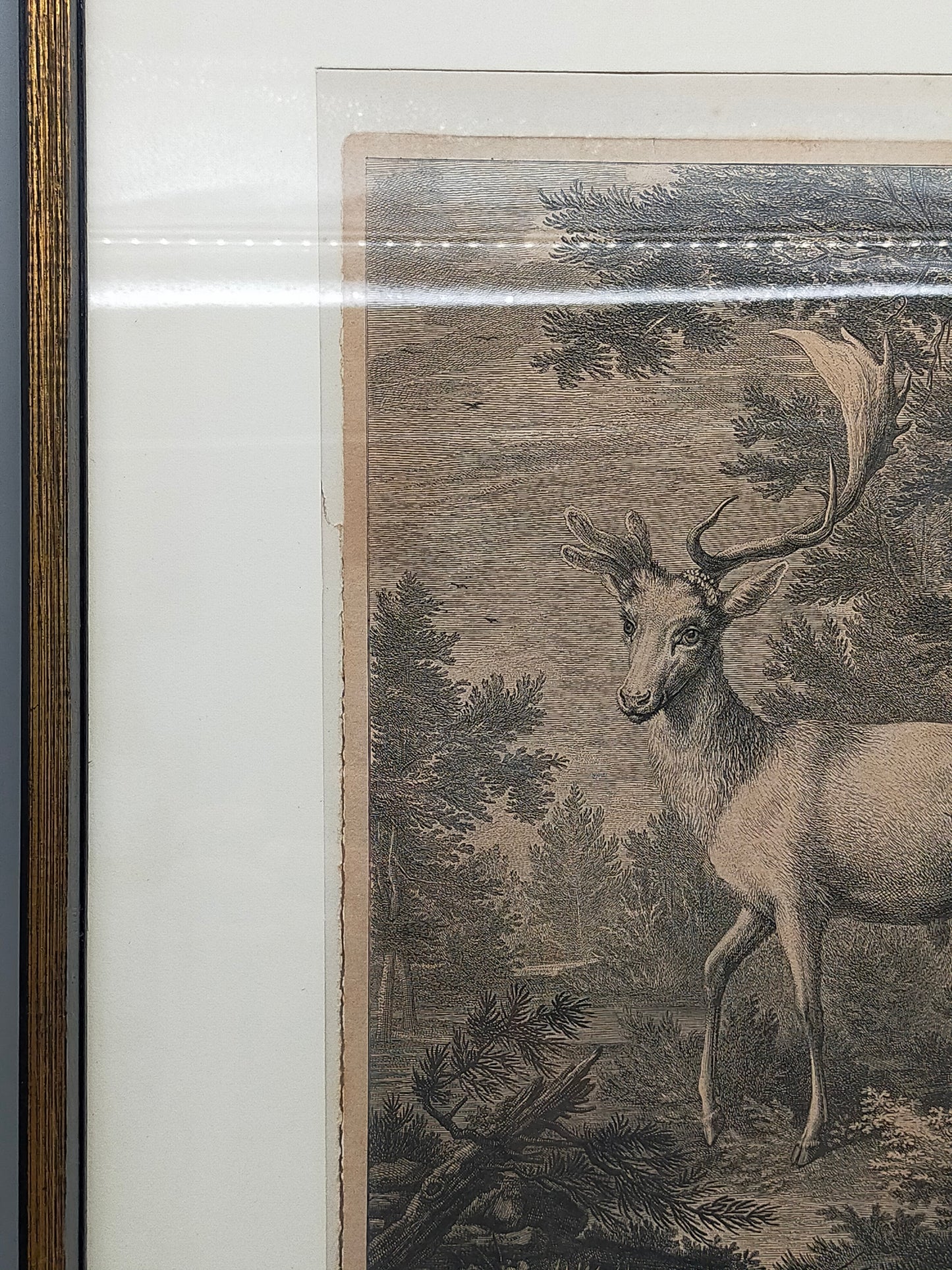 Antiker Kupferstich „Weißer Damhirsch“ – J. E. Ridinger, 18. Jh. gerahmt