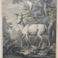 Antiker Kupferstich „Weißer Damhirsch“ – J. E. Ridinger, 18. Jh. gerahmt