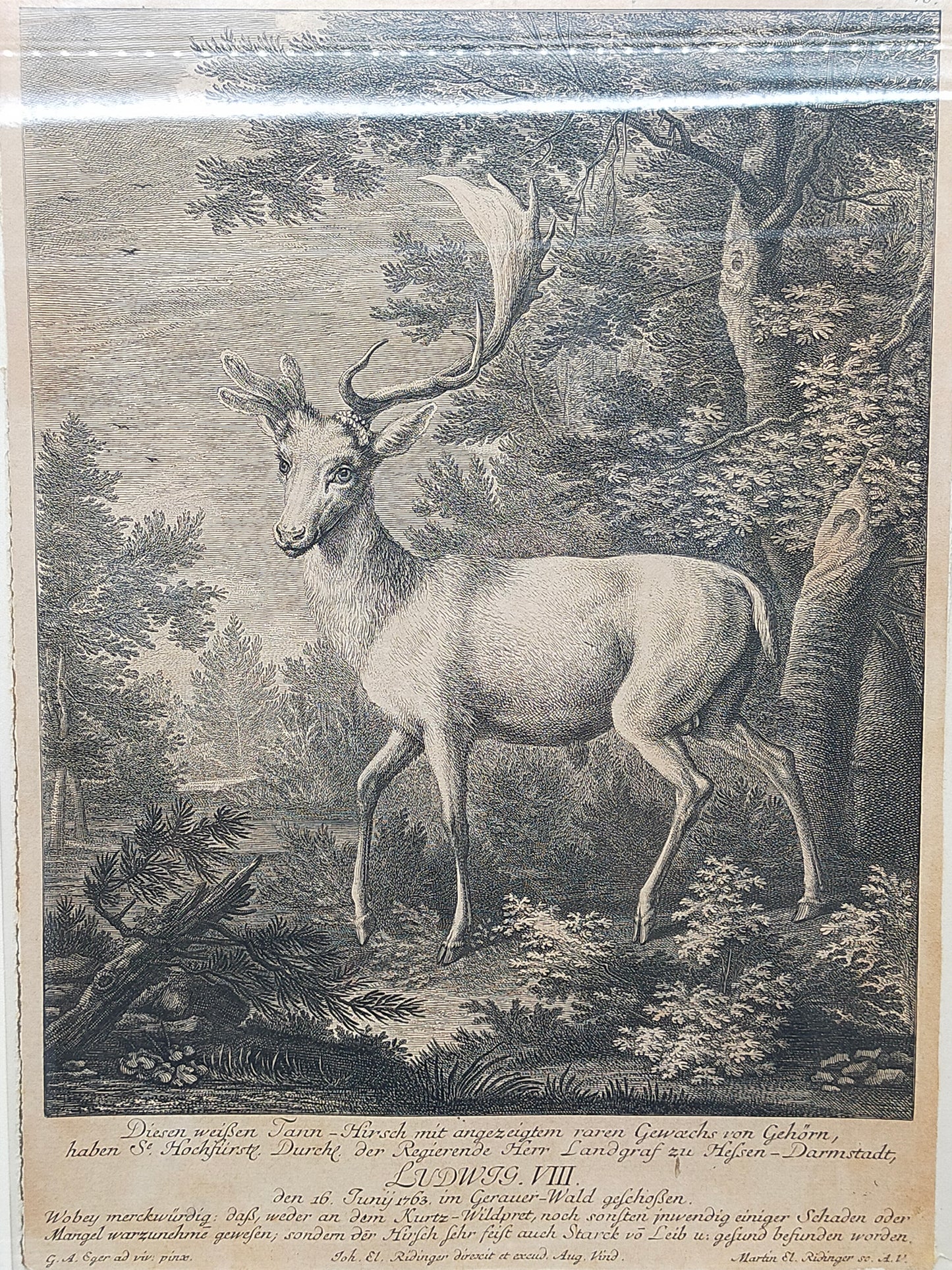 Antiker Kupferstich „Weißer Damhirsch“ – J. E. Ridinger, 18. Jh. gerahmt