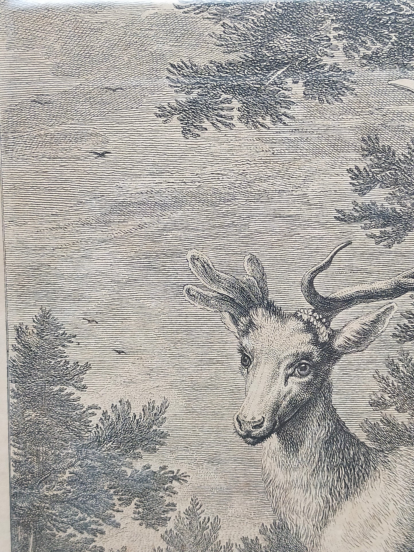 Antiker Kupferstich „Weißer Damhirsch“ – J. E. Ridinger, 18. Jh. gerahmt