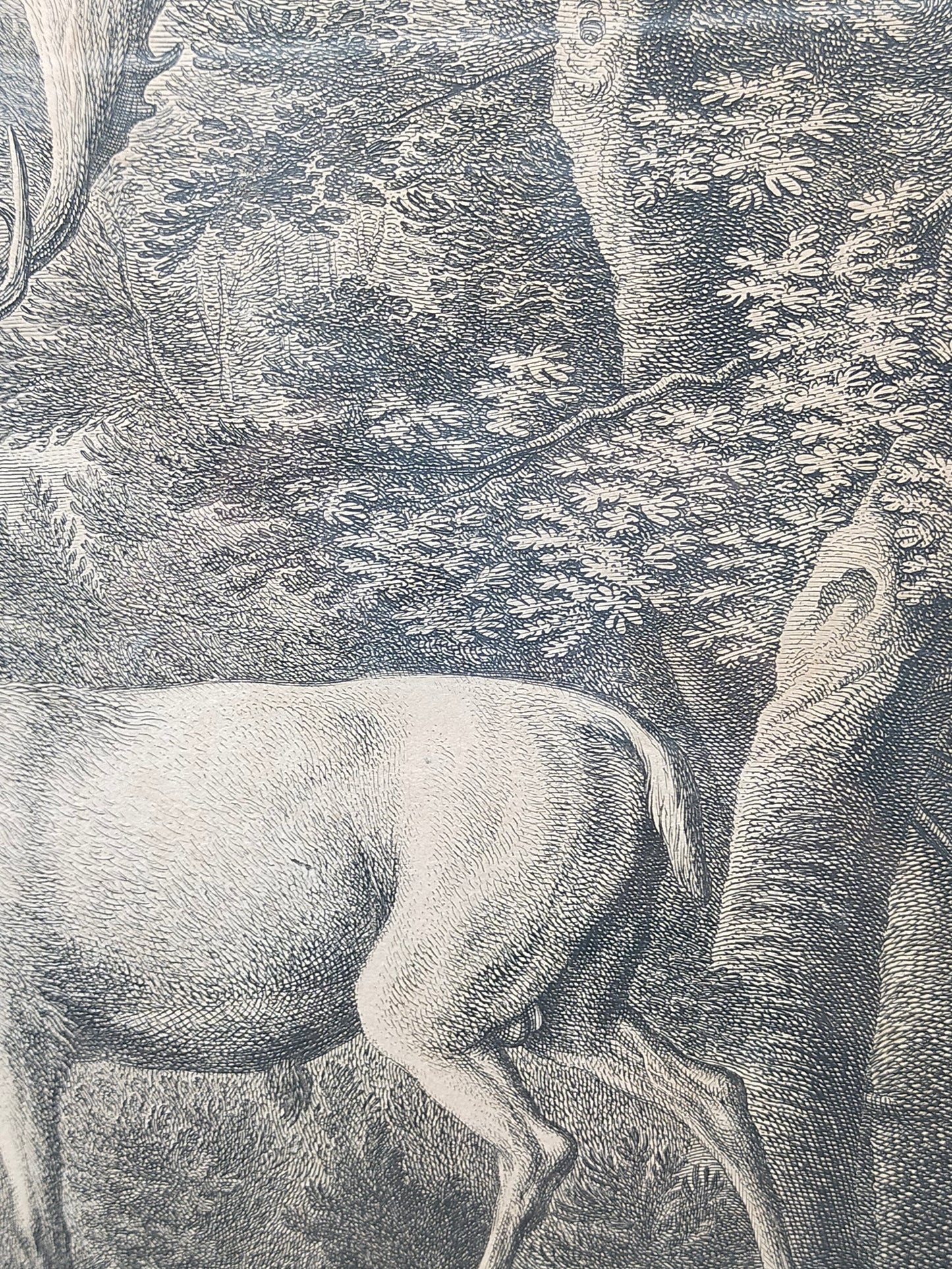 Antiker Kupferstich „Weißer Damhirsch“ – J. E. Ridinger, 18. Jh. gerahmt
