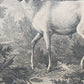 Antiker Kupferstich „Weißer Damhirsch“ – J. E. Ridinger, 18. Jh. gerahmt