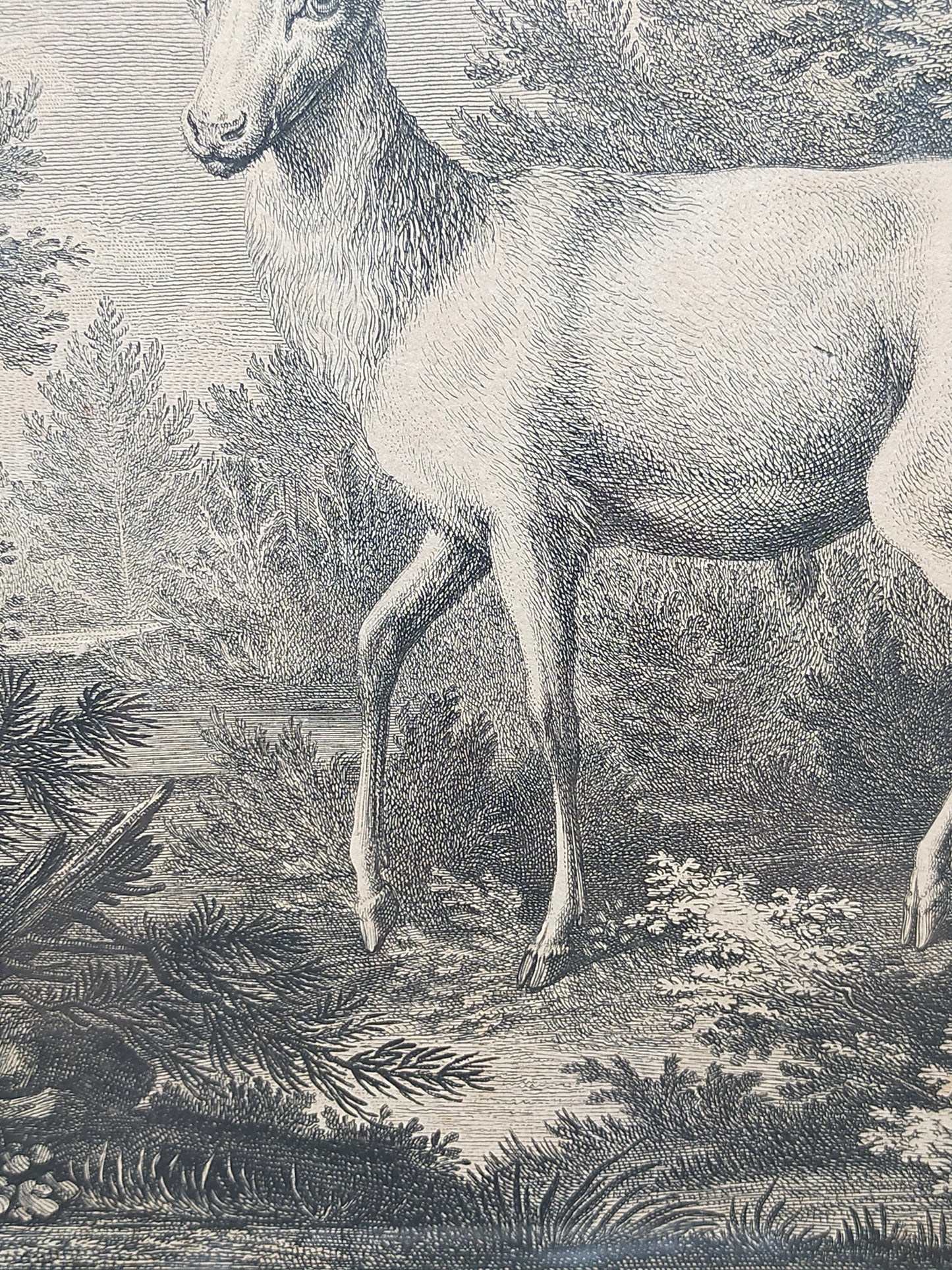 Antiker Kupferstich „Weißer Damhirsch“ – J. E. Ridinger, 18. Jh. gerahmt