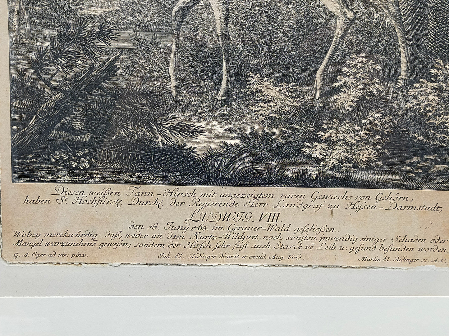Antiker Kupferstich „Weißer Damhirsch“ – J. E. Ridinger, 18. Jh. gerahmt