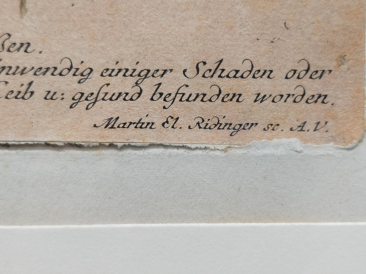 Antiker Kupferstich „Weißer Damhirsch“ – J. E. Ridinger, 18. Jh. gerahmt