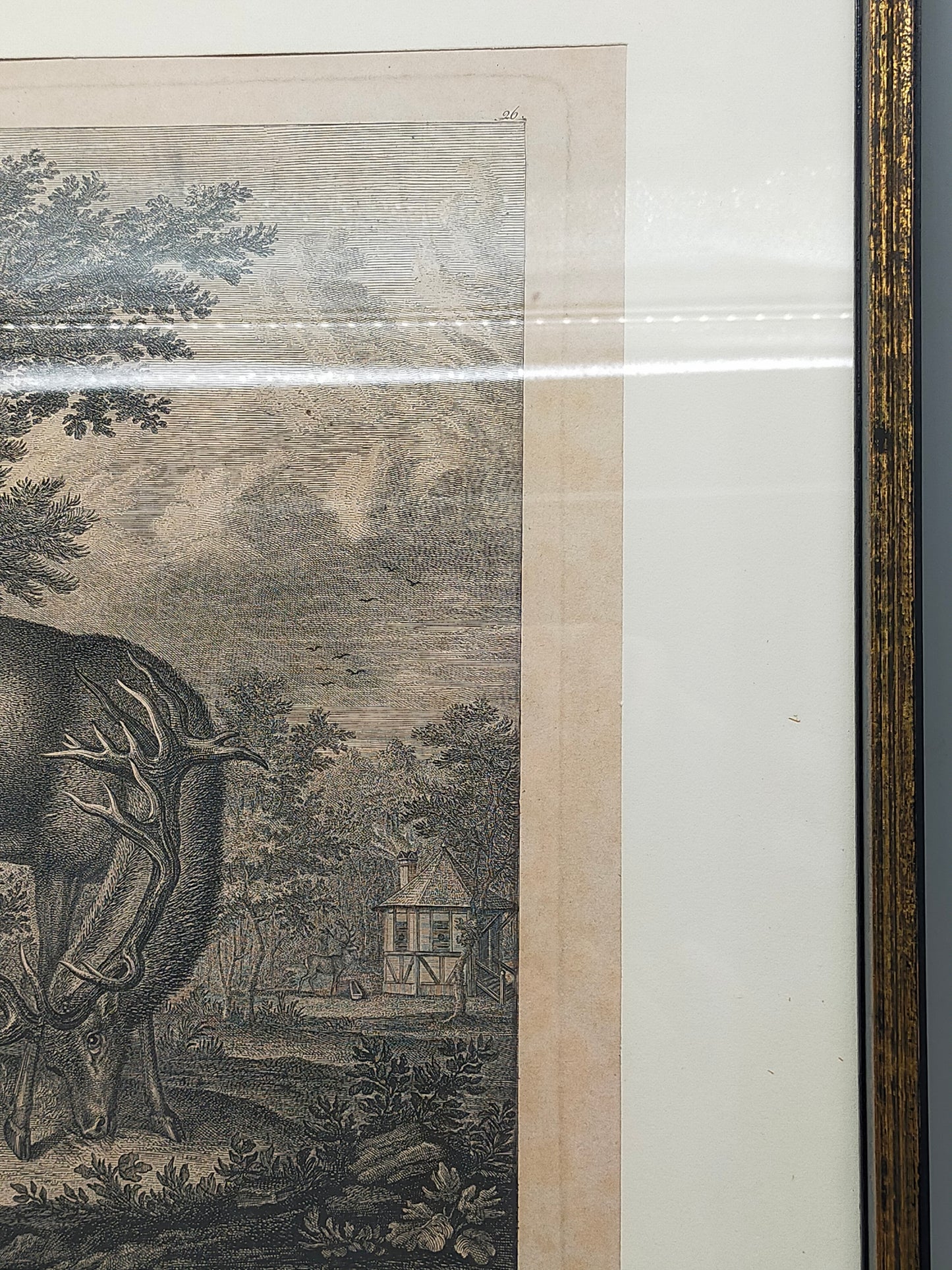 Antiker Kupferstich Johann Elias Ridinger – Prachtvoller Hirsch von 1763